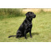Labrador Figure